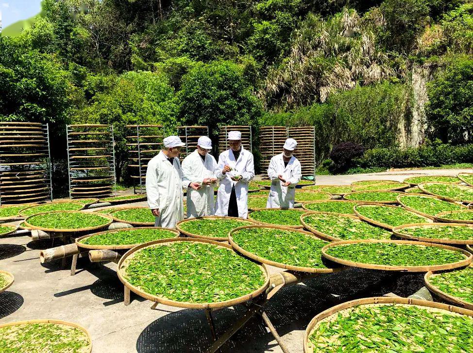 温泉县农业农村局新项目推动农业现代化，乡村振兴再添动力