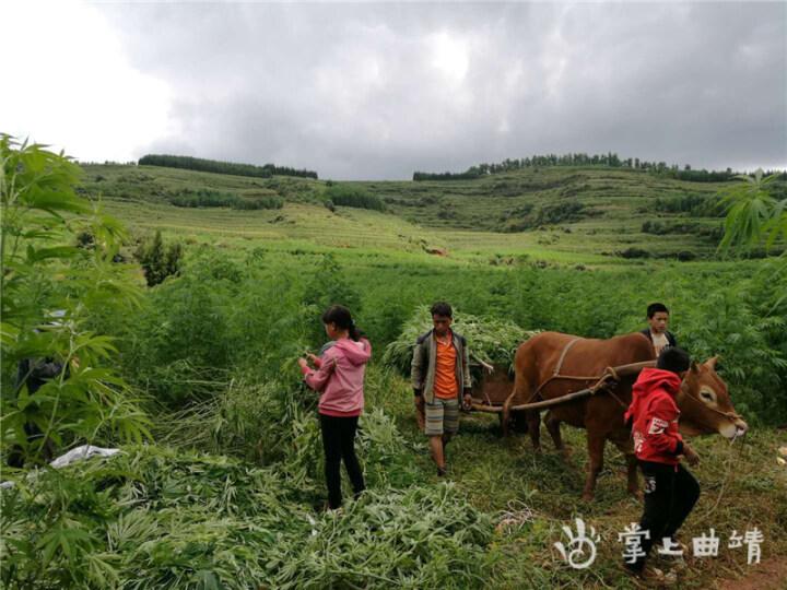 雄壁镇未来繁荣蓝图，最新发展规划揭秘